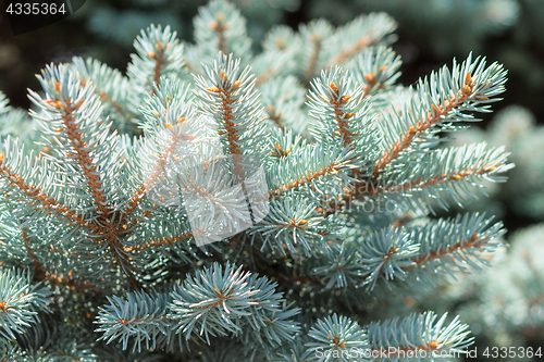 Image of Branch of Colorado blue spruce tree