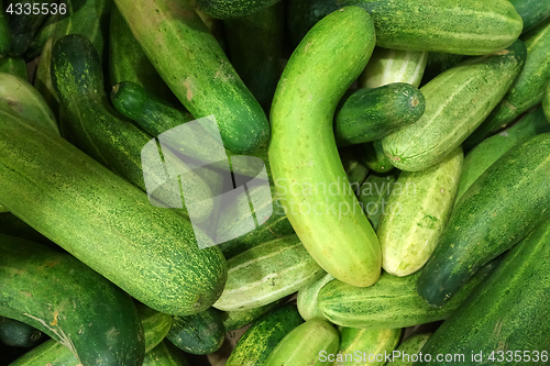 Image of Fresh green cucumbers