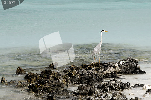 Image of Maldives