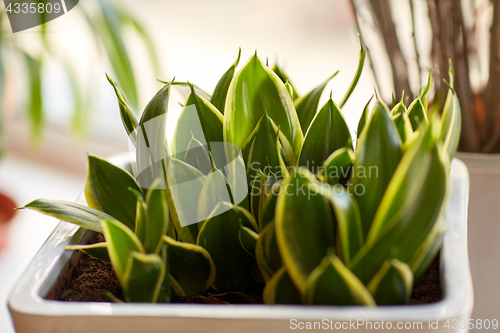 Image of beautiful exotic sansevieria in flower pot indoors