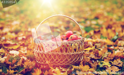 Image of wicker basket of ripe red apples at autumn garden