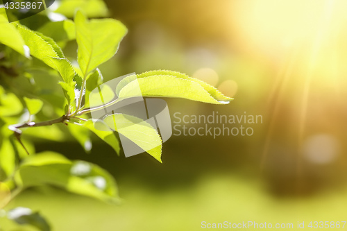 Image of a green leaf spring background