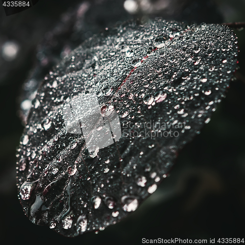 Image of Sparkling Water Drops On A Leaf