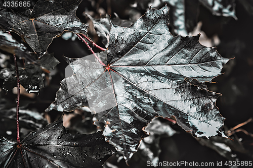 Image of Leaves With Water Drops Closeup