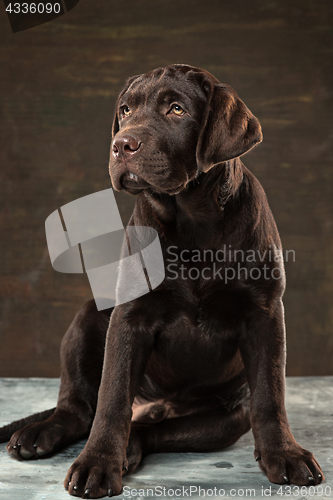 Image of The portrait of a black Labrador dog taken against a dark backdrop.