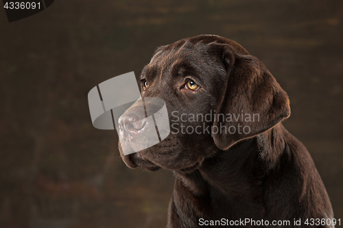 Image of The portrait of a black Labrador dog taken against a dark backdrop.