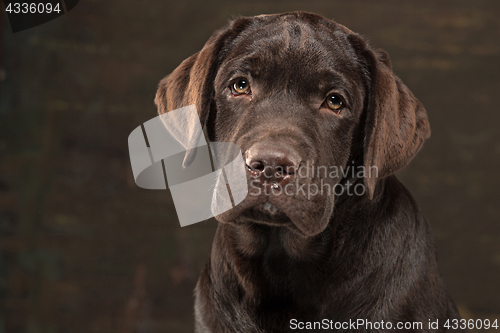 Image of The portrait of a black Labrador dog taken against a dark backdrop.