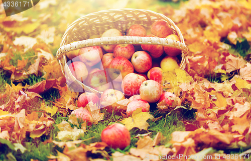 Image of wicker basket of ripe red apples at autumn garden