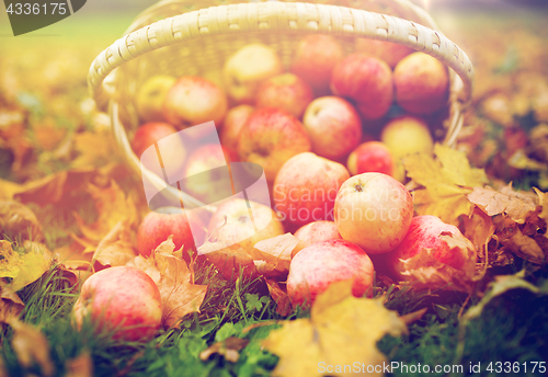 Image of wicker basket of ripe red apples at autumn garden