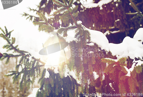 Image of fir branch and snow in winter forest