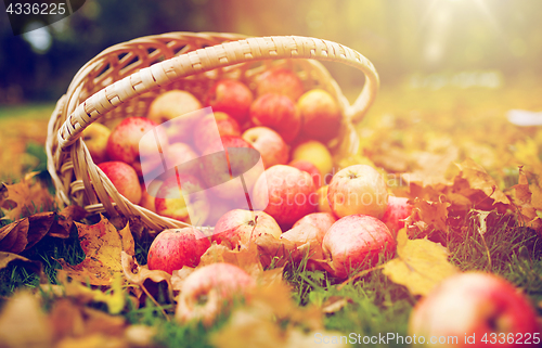 Image of wicker basket of ripe red apples at autumn garden