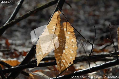 Image of Couple of leaves