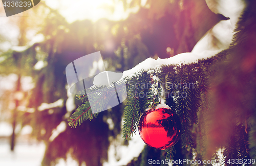 Image of red christmas ball on fir tree branch with snow