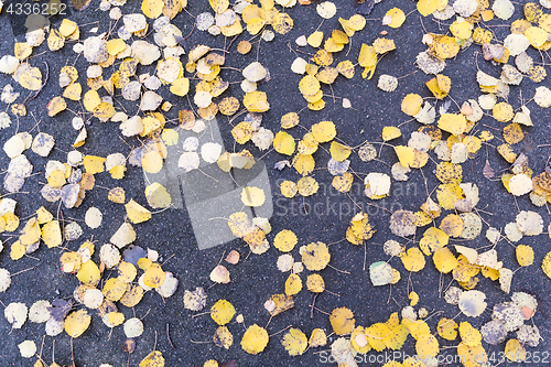 Image of Fallen yellow leaves background