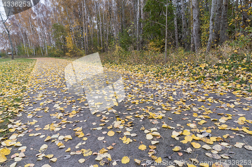 Image of Yellow leaves on the ground