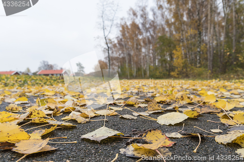 Image of Fallen yellow leaves closeup