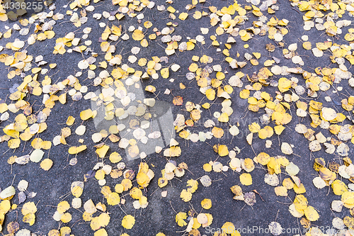 Image of Yellow leaves pattern