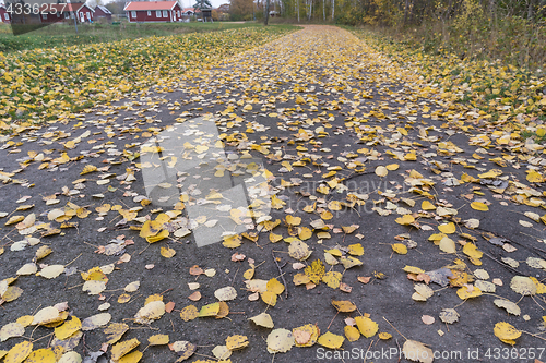 Image of Fallen leaves on a footpath