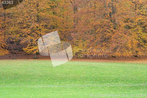 Image of Autumn trees with red and yellow leaves and green grass, Sweden