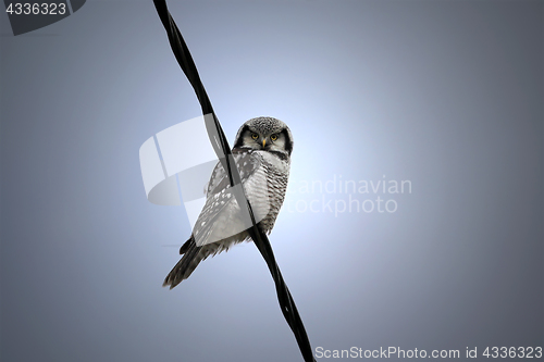 Image of Northern Hawk-Owl, Surnia ulula