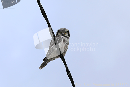 Image of Northern Hawk-Owl, Surnia ulula