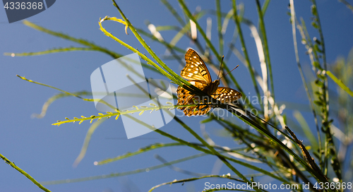 Image of Just Hatched from Caterpillar Butterfly on Branch