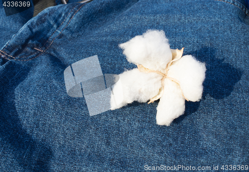 Image of Cotton Boll Sitting on Blue Jeans Textile Clothing Fiber