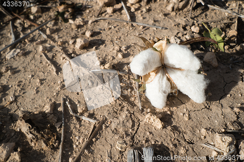 Image of Cotton Boll Earth Dirt Farm Field Texas Agriculture Cash Crop