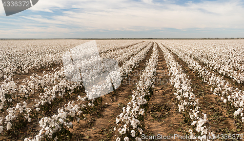 Image of Cotton Boll Farm Field Texas Plantation Agriculture Cash Crop