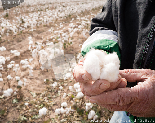 Image of Farmer's Weather Hands Hold Cotton Boll Checking Harvest