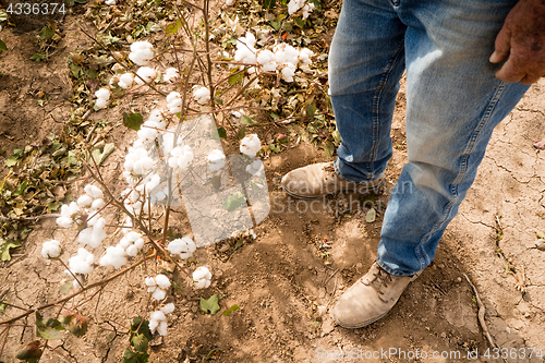 Image of Farmer's Feet Boots Brown Dirt Cotton Plants Bolls Harvest Ready