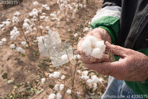 Image of Man Holds Cotton Boll Farm Field Texas Agriculture Cash Crop