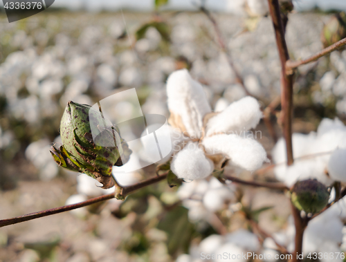 Image of Cotton Boll Farm Field Texas Agriculture Cash Crop