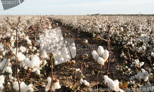 Image of Cotton Boll Farm Field Texas Agriculture Cash Crop