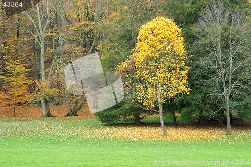Image of Autumn trees with red and yellow leaves and green grass, Sweden