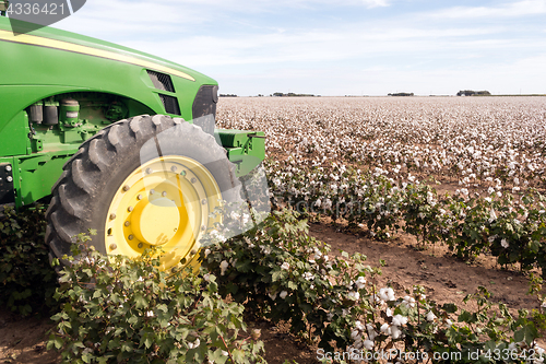 Image of Cotton Farm Field Texas Plantation Tractor Agriculture Cash Crop