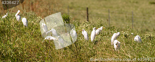 Image of Wgite Heron Birds Congregate Together Foraging Feeding