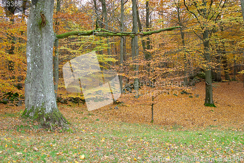 Image of Autumn wood with trees, red and yellow leaves, Sweden