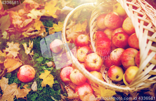 Image of wicker basket of ripe red apples at autumn garden