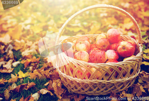 Image of wicker basket of ripe red apples at autumn garden