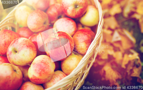 Image of wicker basket of ripe red apples at autumn garden