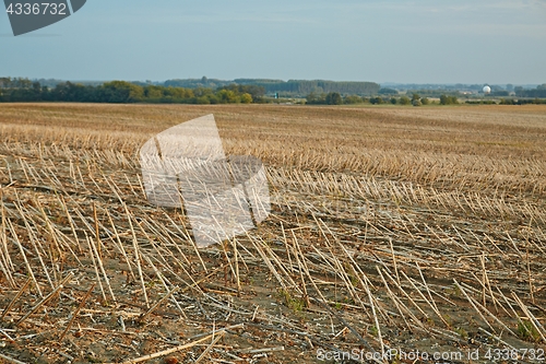 Image of Agricultural harvested field