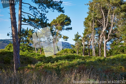 Image of Forest landscape in New Zealand