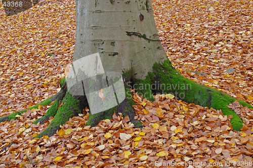 Image of Autumn tree trunk, red and yellow leaves, Sweden