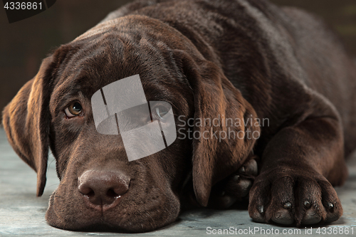 Image of The portrait of a black Labrador dog taken against a dark backdrop.