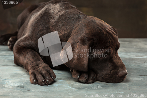 Image of The portrait of a black Labrador dog taken against a dark backdrop.