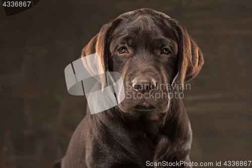 Image of The portrait of a black Labrador dog taken against a dark backdrop.