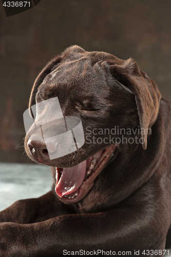 Image of The portrait of a black Labrador dog taken against a dark backdrop.