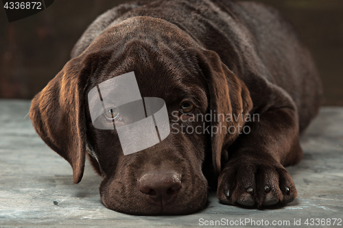 Image of The portrait of a black Labrador dog taken against a dark backdrop.