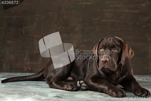 Image of The portrait of a black Labrador dog taken against a dark backdrop.